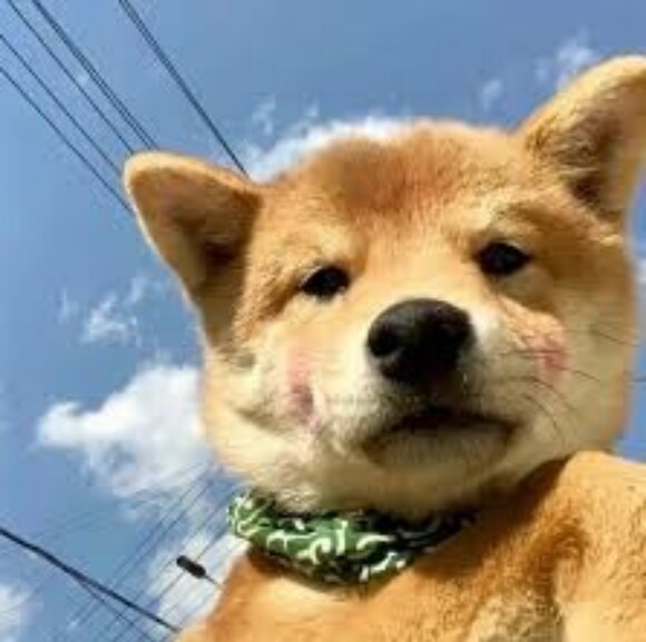 jaenllerode